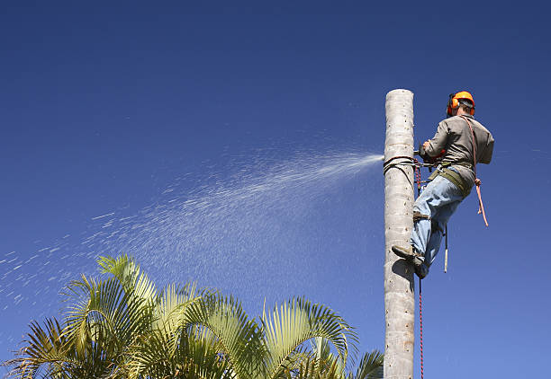 Best Tree Cabling and Bracing  in Spinnerstown, PA